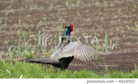 Flapping Flapping 4828507