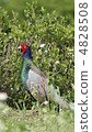 Pheasant 4828508
