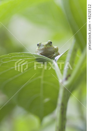 日本黑蛙 4828512