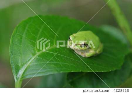 日本黑蛙 4828518