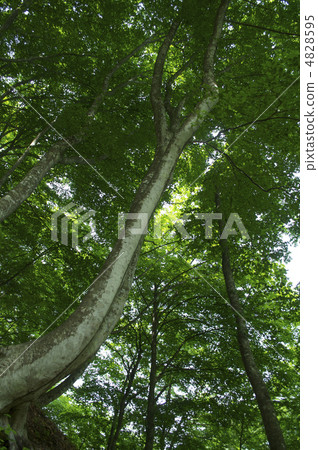 Fresh green beech 4828595