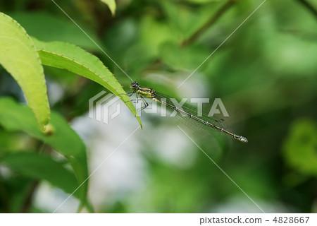 女牙 女牙 4828667