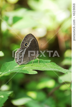 Kojonome彈簧式 Kojonome彈簧式 4828668