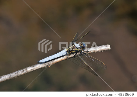 Shioya Tombo 4828669