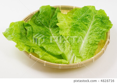 生菜 生菜 4828716