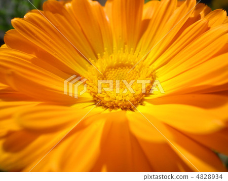 Gerbera 4828934