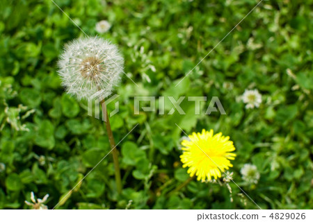Dandelion's fluff Dandelion's fluff 4829026