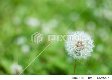 Dandelion's fluff Dandelion's fluff 4829028