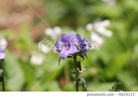 Poremonium（Western Hanashinobu） 4829115