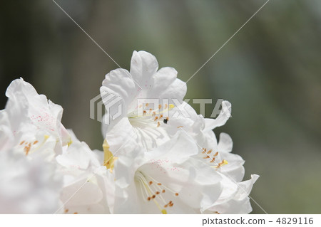 杜鵑花杜鵑花 4829116