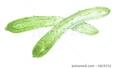 Half white cucumber Half white cucumber 4829152