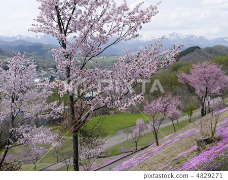 Takigami的春末來了 4829271