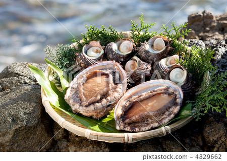 Abalone algae 4829662