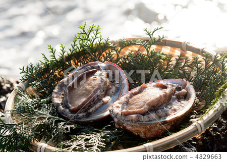 Abalone 4829663