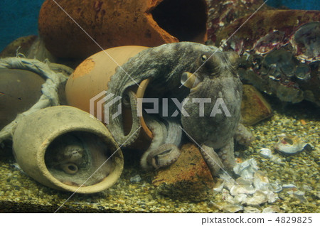章魚 章魚 4829825