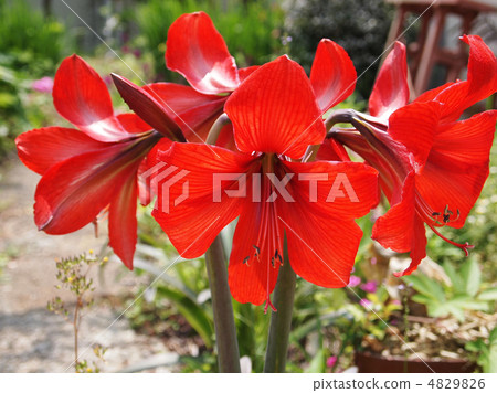 朱頂紅 朱頂紅 4829826