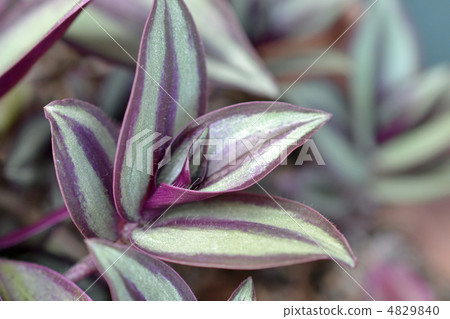 Tradiscchanch zebrina 4829840