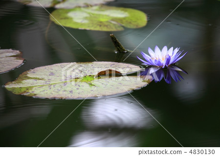 Water lily Water lily 4830130