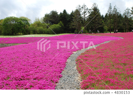 Hanasaku Yamanashi Prefecture Hanasaku Yamanashi Prefecture 4830153