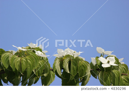 Yamabashi Yamabashi 4830296