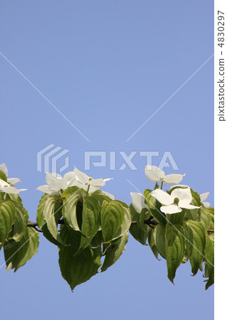 Yamabashi Yamabashi 4830297