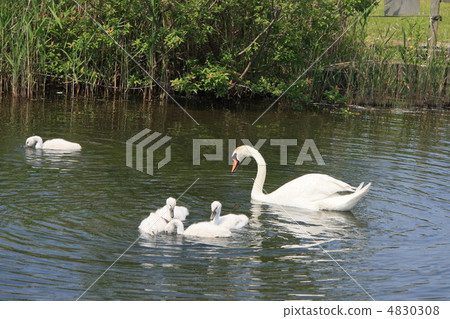 Swan Swan 4830308