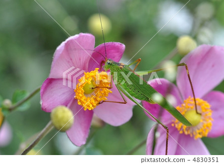 無恥和蚱蜢 無恥和蚱蜢 4830351