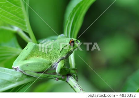 Moria鷗青蛙 4830352