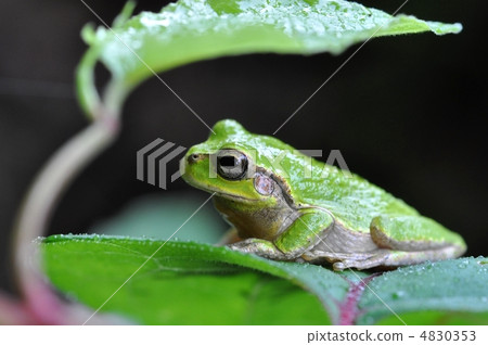 雨蛙 4830353