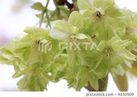 [櫻子杏子] 4830900