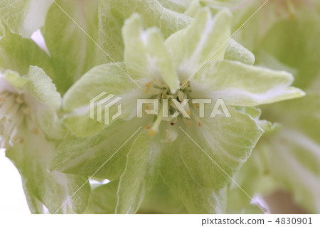 [櫻子杏子] 4830901