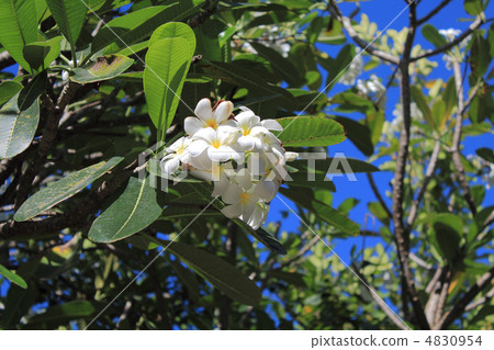 Plumeria Plumeria 4830954