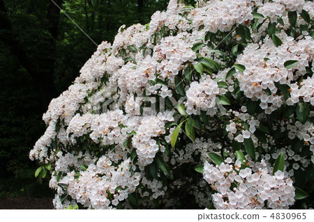 Kalmia (America Sakagashi) Azalea 4830965