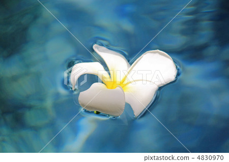 Plumeria floating in water 4830970