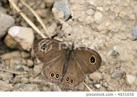 Stop at the ground Umbrella gnomeome (close-up) 4831038