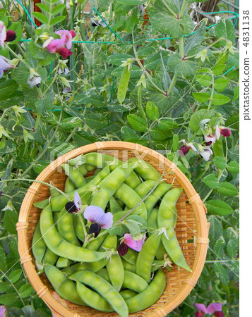 Harvest of silk sheath Harvest of silk sheath 4831138