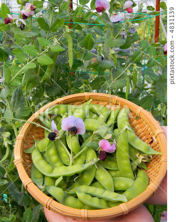 Harvested silk shea 4831139