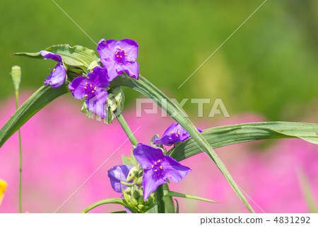  Murasakiyukusa 4831292