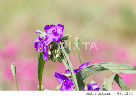  Spiderwort 4831293