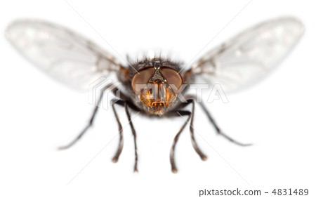 Fly close up 4831489