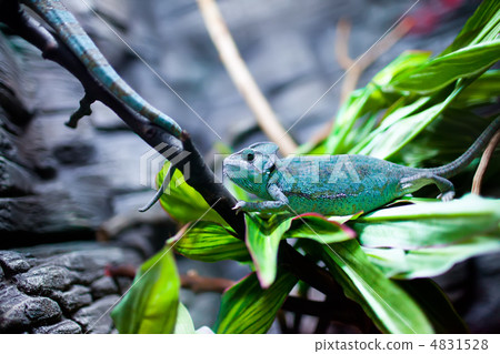 Chamaeleon calyptratus 4831528