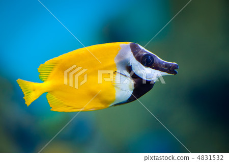 Siganus vulpinus 4831532