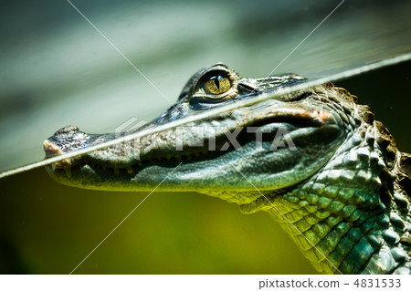 Caiman crocodilus Caiman crocodilus 4831533