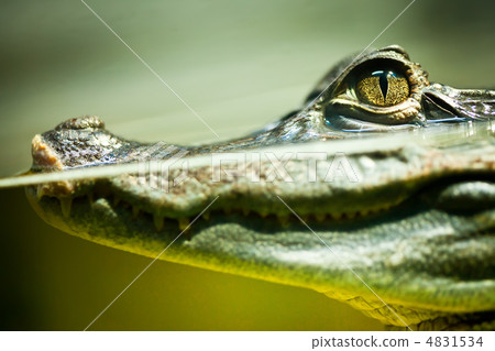 Caiman crocodilus 4831534