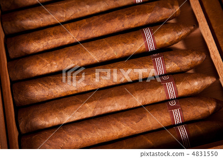 Cigars in humidor Cigars in humidor 4831550