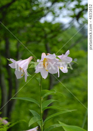 莉莉莉莉一朵可愛的花 4831652