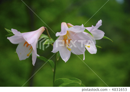 莉莉莉莉一朵可愛的花 4831653