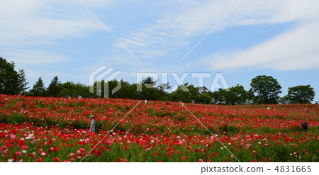 鴉片領域和白色雲彩 4831665