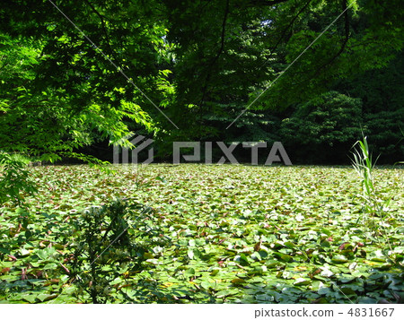 Shakujii公園的三埠寺 Shakujii公園的三埠寺 4831667