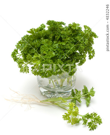Green parsley Green parsley 4832246